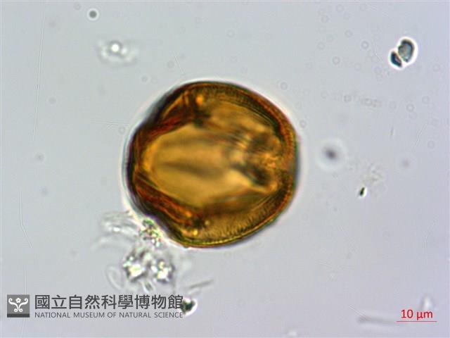 蘭嶼裸實藏品圖，第2張