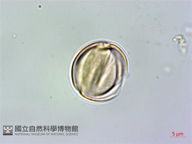 薄葉柃木藏品圖，第1張