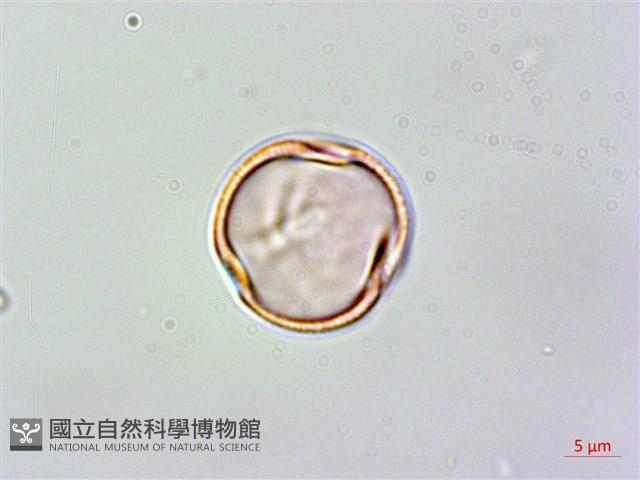 登錄號:S128262藏品圖，第1張