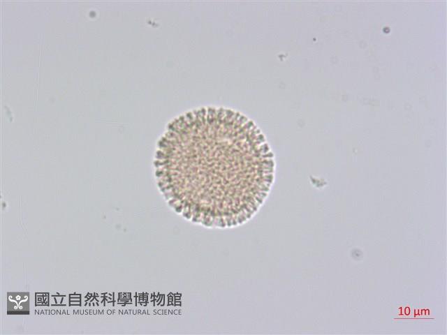 白木香、土沉香藏品圖，第1張