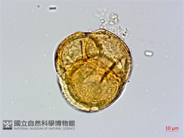 西施花、青紫木藏品圖，第1張