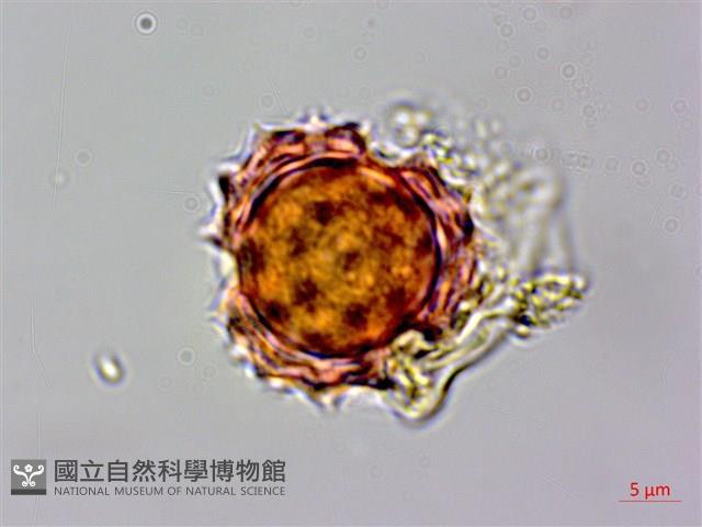 登錄號:S069442藏品圖，第2張