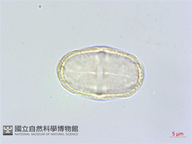 杏葉防風藏品圖，第1張