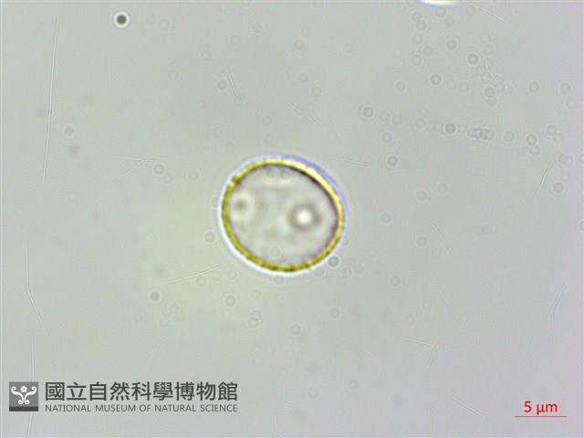 伏毛樓梯草藏品圖，第1張