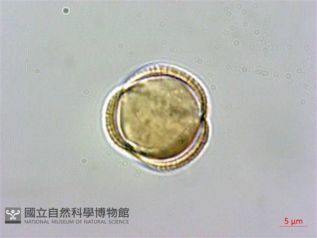 基隆筷子芥藏品圖，第2張