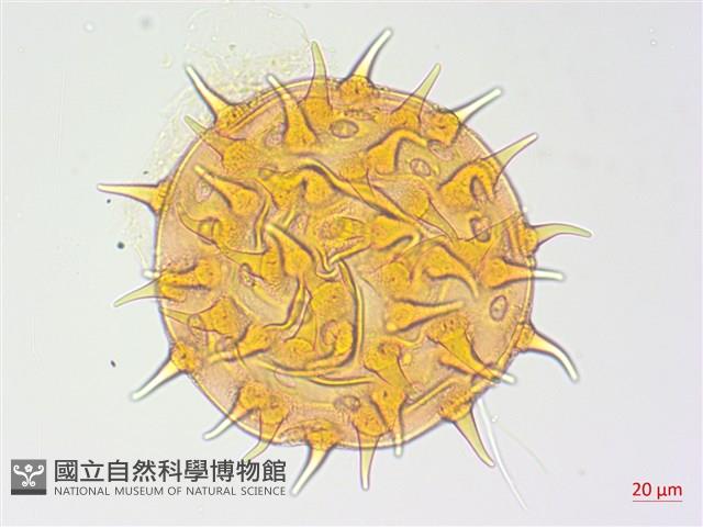 長毛黃葵藏品圖，第1張