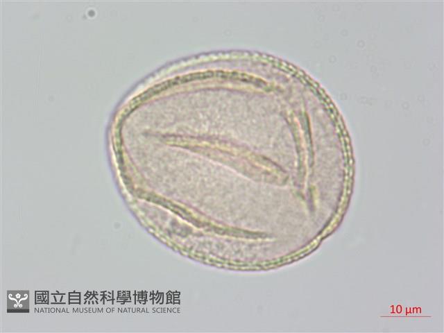 茶梅、山茶藏品圖，第1張