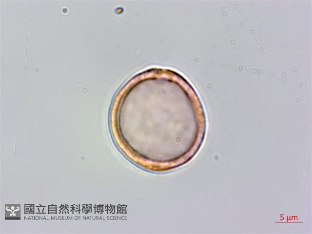 山油麻藏品圖，第1張