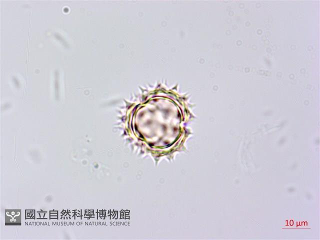 山白蘭藏品圖，第1張