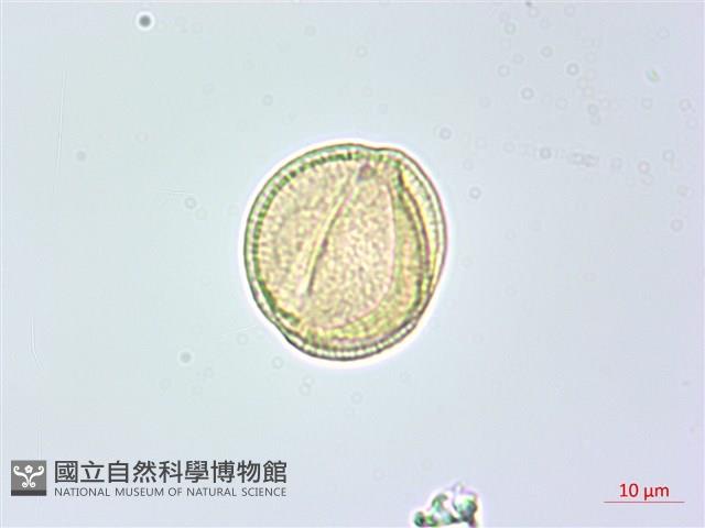 美洲商陸藏品圖，第2張