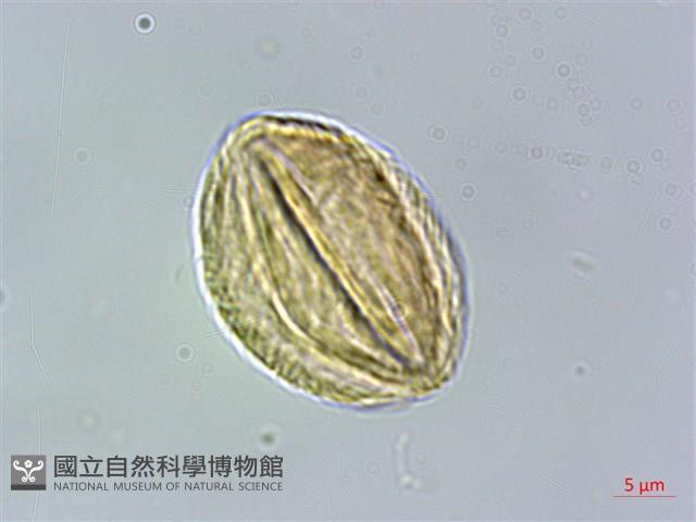 大屯尖葉槭, 川上氏槭藏品圖，第2張