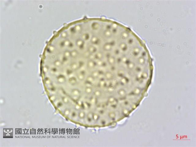 山棕藏品圖，第2張