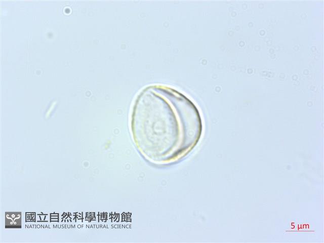 密花苧麻、木苧麻藏品圖，第1張