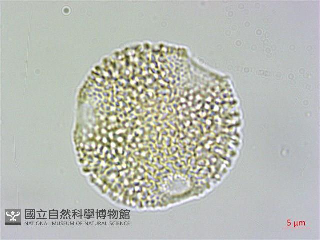 大葉南蛇藤藏品圖，第1張