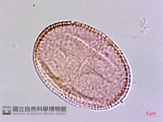 黃麻藏品圖，第1張