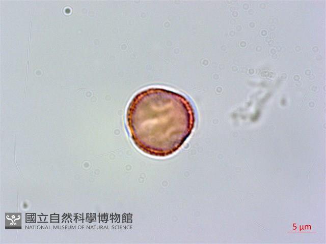 紅頭李欖, 蘭嶼李欖藏品圖，第2張