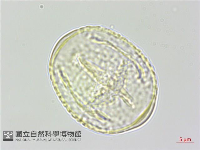 黑木藍藏品圖，第1張