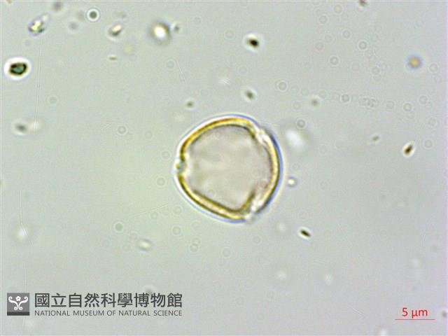 繡球藤藏品圖，第1張