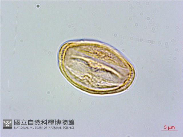登錄號:S089050藏品圖，第2張
