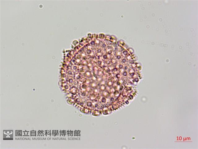 登錄號:S128250藏品圖，第1張