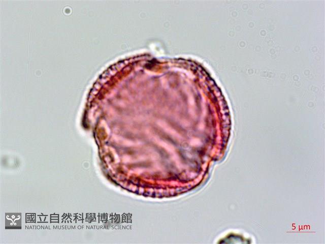 交趾衛矛藏品圖，第1張