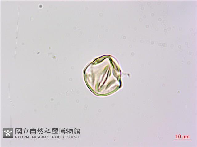 疏花山螞蝗、大葉拿身草藏品圖，第1張