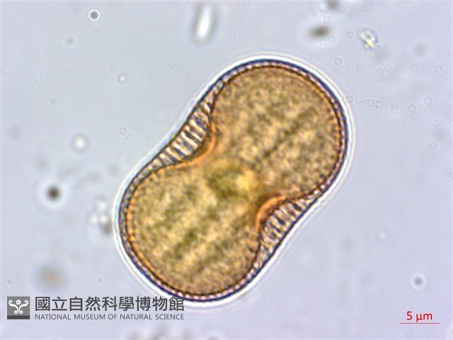 爵床藏品圖，第2張