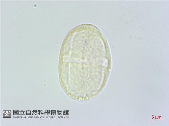 日本前胡藏品圖，第1張