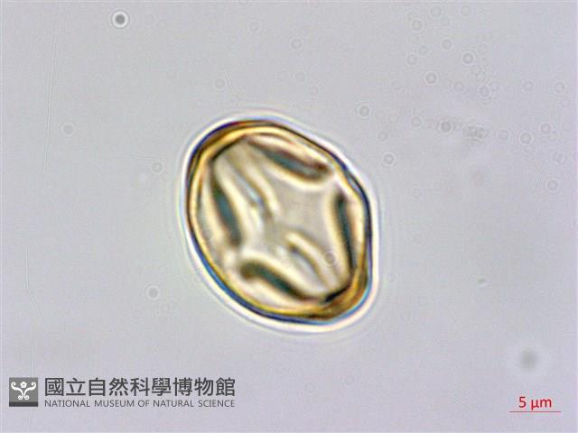 金絲桃、金線海棠藏品圖，第1張