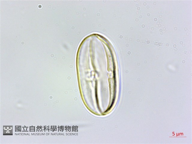 南台灣秋海棠藏品圖，第2張