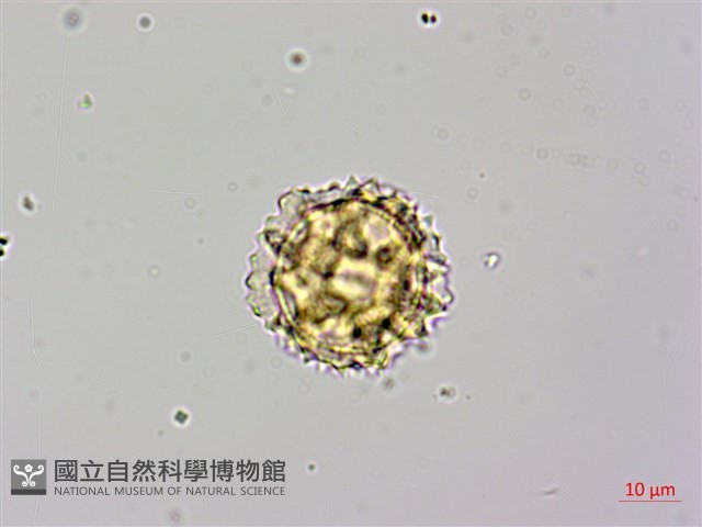 登錄號:S148290藏品圖，第1張