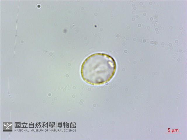 冷清草藏品圖，第1張