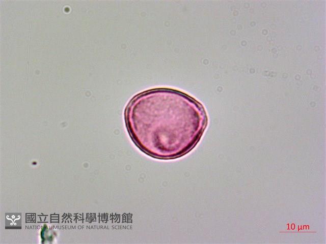 呂宋毛蕊木藏品圖，第2張