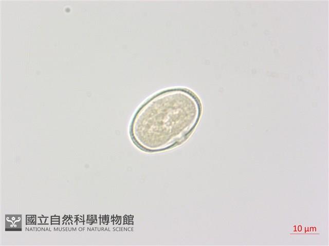 登錄號:S049030藏品圖，第1張