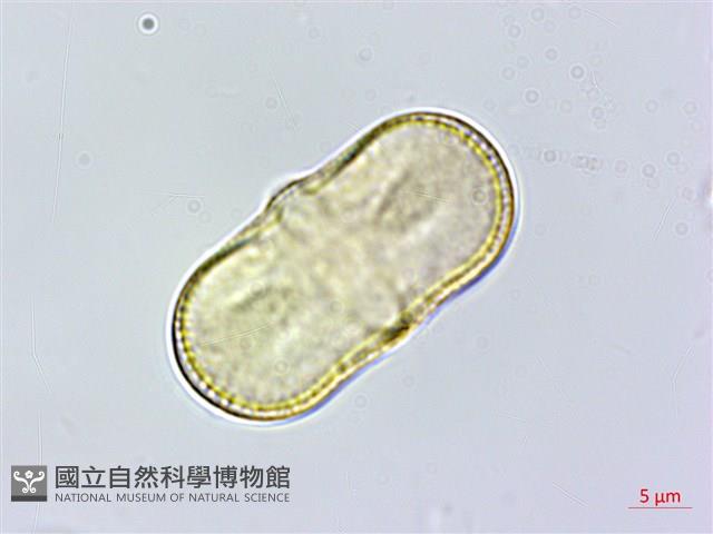 茴香、懷香藏品圖，第1張