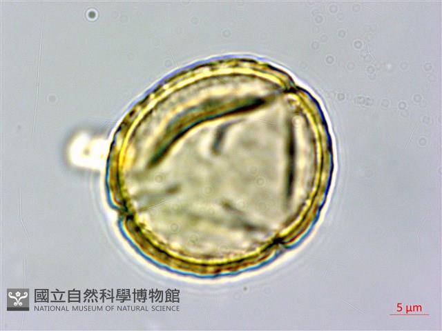 密花黃菫藏品圖，第1張