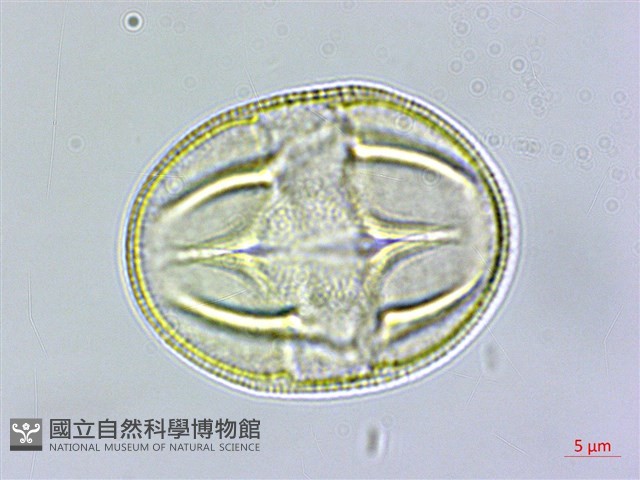 蓬萊珍藏品圖，第1張