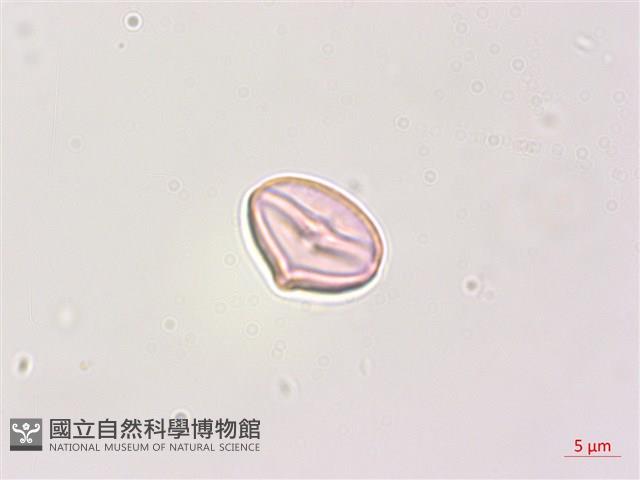 瑪瑙珠、黃果龍葵藏品圖，第1張