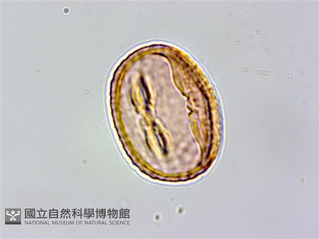 水黃皮藏品圖，第1張