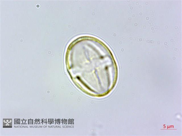 三斗石櫟藏品圖，第1張