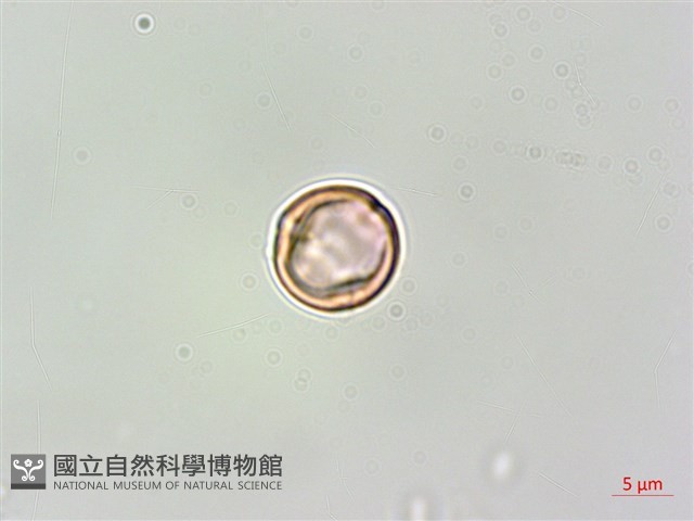 蘭嶼樹蘭藏品圖，第2張