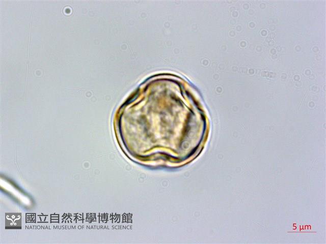 格藥柃藏品圖，第1張