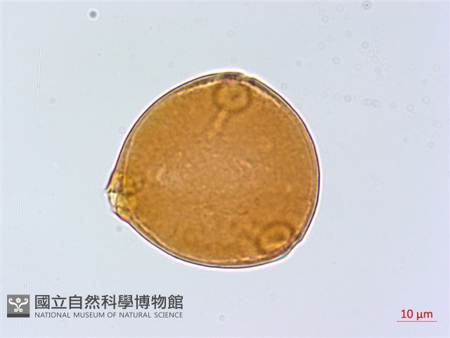 小葉胡頹子藏品圖，第2張
