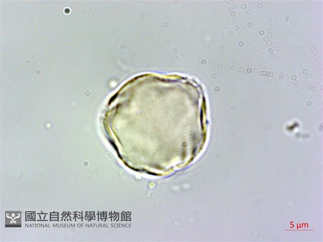 假酸漿藏品圖，第2張