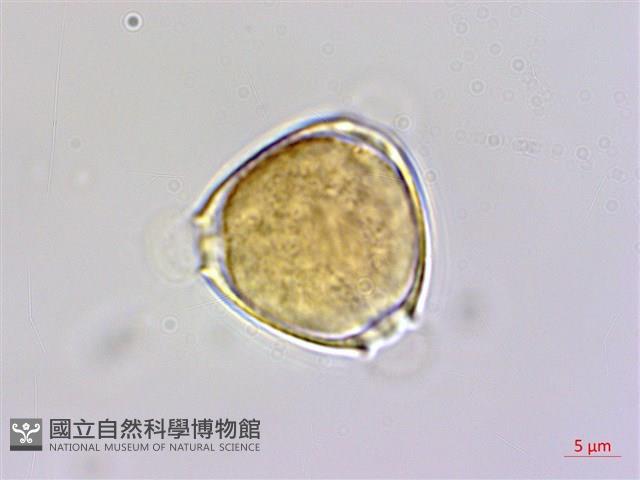 登錄號:S048970藏品圖，第1張