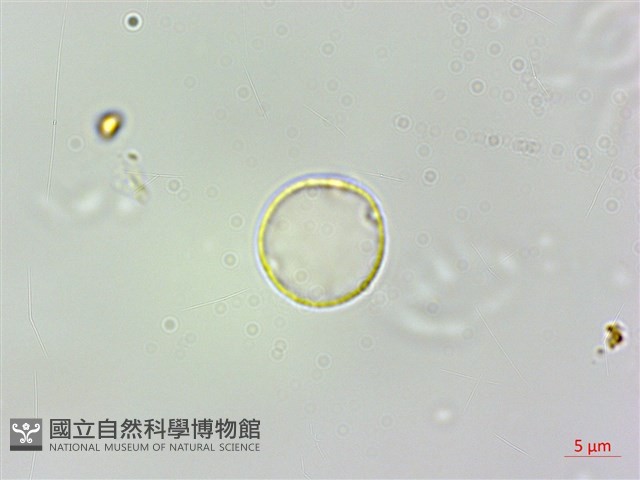 珠芽桑葉麻藏品圖，第1張