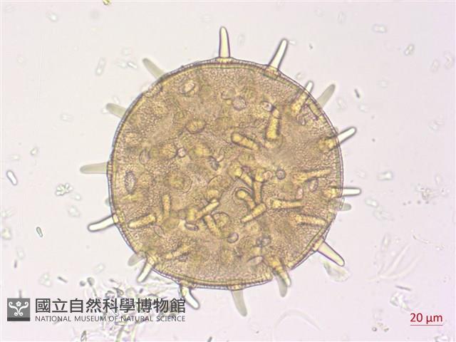 山芙蓉、臺灣山芙蓉、狗頭芙蓉藏品圖，第1張