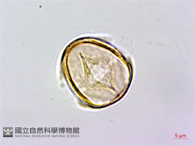 虎婆刺藏品圖，第1張