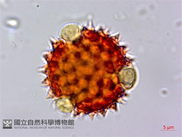 尼泊爾籟簫藏品圖，第2張