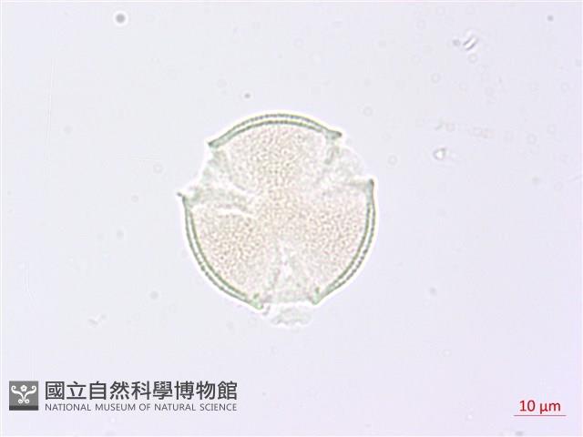 野鴉椿藏品圖，第2張